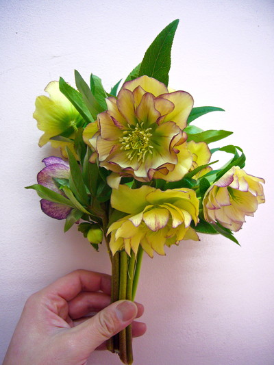 ヤエクリスマスローズ